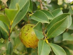 -侯臣咖啡文化村