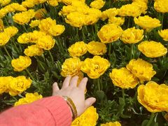 -荷兰花海