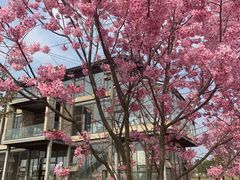 -三圣花乡旅游区