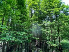 -桤木河湿地公园