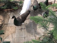 -呀路古热带植物园
