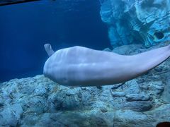-珠海长隆海洋王国