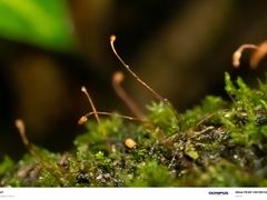 -莫里热带雨林景区