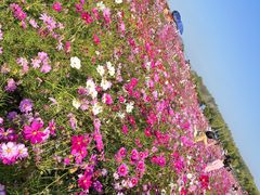 -六合国家地质公园桂子山景区