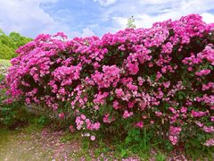 -嘉北郊野公园