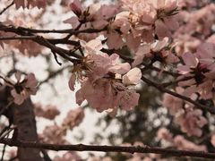 -桃花堤公园