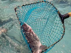 -鱼痴渔醉·食鲜集(汉口江滩店)