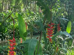 -中国科学院西双版纳热带植物园
