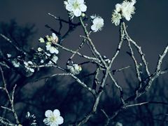 -梅花山(明孝陵内)