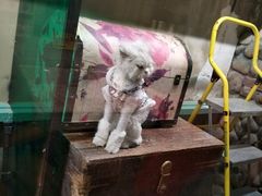 -猫咪博物馆(顶澳仔猫街店)