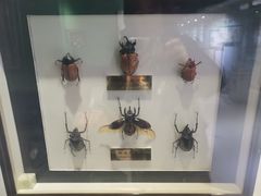 -上海昆虫博物馆