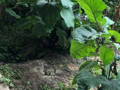 -万源龙顺度假庄园生态观光园