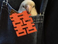 -九龙里集市(六安里店)