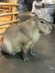 -Zoolung Zoolung动物主题公园(海信广场店)