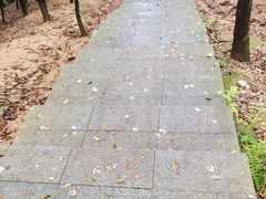 -火炉山森林公园