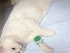-诺比宠物医院心脏内科·泌尿肾内外科·骨科急重症