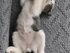 -安安宠医宠物医院·异宠·犬猫内科(岳阳分院)