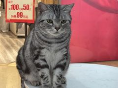 -糯米喵星人·撸猫猫舍咖啡馆(西市场嘉华店)