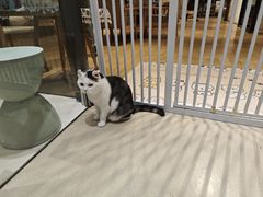 -藏猫猫咖啡主题馆(中央大道店)