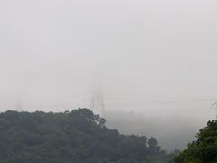 -银湖山郊野公园-相思林