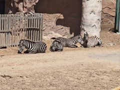 -鄂尔多斯野生动物园