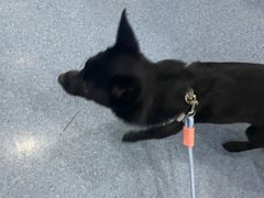 -佑安动物医院·全科·内窥镜中心(幸福巷店)