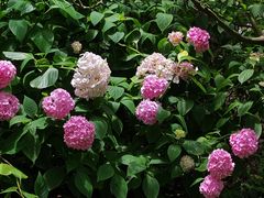 -上海共青森林公园