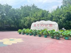 -莲花池公园