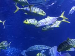 -太平洋海底世界