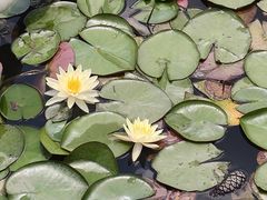 -西京湾花海