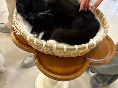 -共舞时光猫咖·狗咖(新街口店)