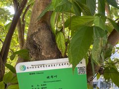 -广东中医药博物馆