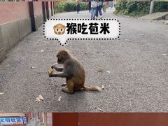 -黔灵山公园