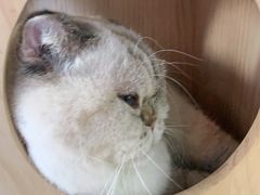 -喵园·猫主题咖啡厅·撸猫·猫咖(国贸店)