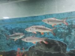 -苏州海洋馆