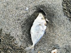 -台山黑沙湾海浴场
