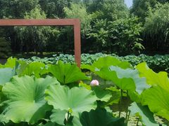 -陈家山荷花公园
