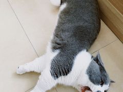 -喵宠乐园·撸猫互动·猫舍