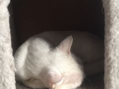 -萌喵宠狗爱心宠咖