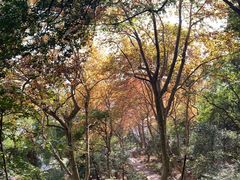 -九曜山