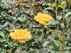 -人民公园(罗湖区)