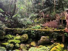 -海南热带雨林国家公园吊罗山景区