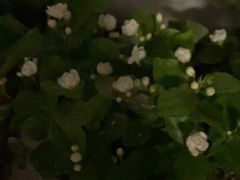 -丽莎蓓甜CAKE生日蛋糕·动物奶油(石家庄店)