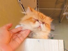 -Cappucimeow猫咪咖啡馆(韦伯时代店)