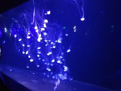 -青岛海底世界-水族馆