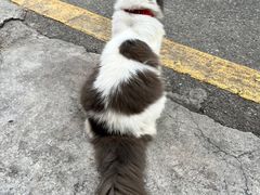-蔡伯糯米猪肠