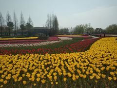 -杭州湾海上花田景区