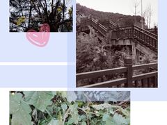 -铁山坪森林公园