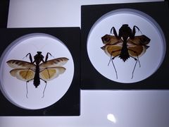 -上海昆虫博物馆