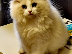 -lincat·猫舍(广州店)